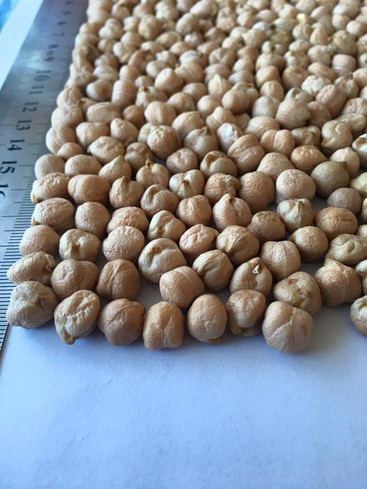 Chickpeas 10 mm