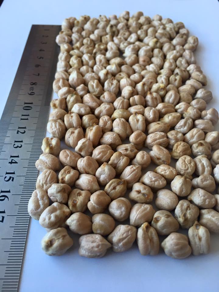 Chickpeas 14 mm