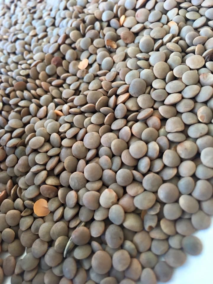 Whole Lentils