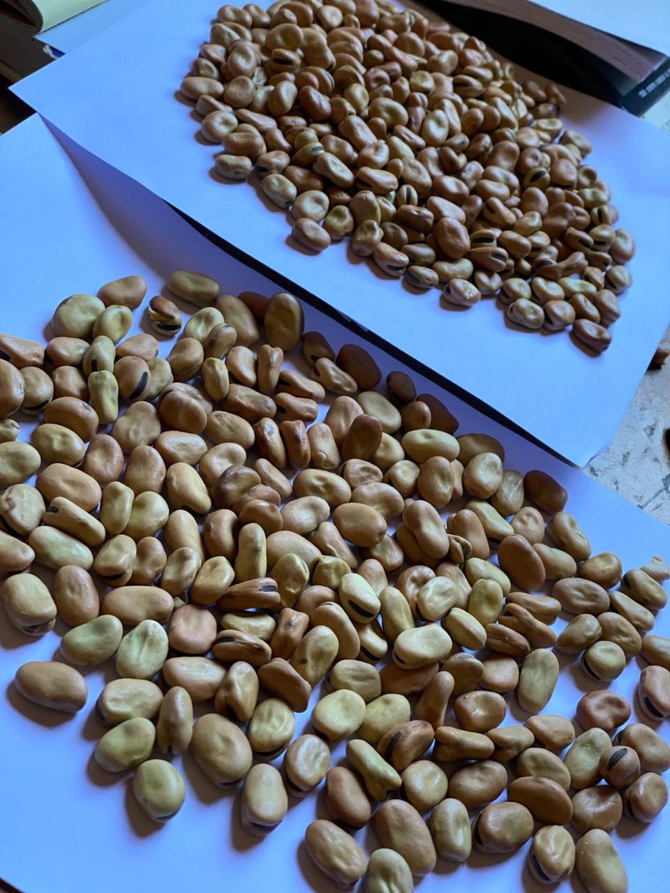 Australian Faba Bean (Wide)