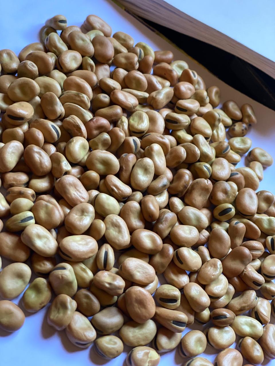 Australian Faba Bean