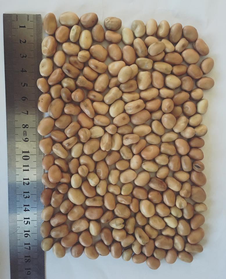 English Faba Bean