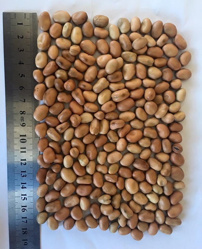 Lithuanian Faba Bean